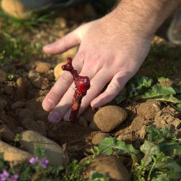 Vincent Jaboulet Hands in Crozes-Hermitage Vineyard